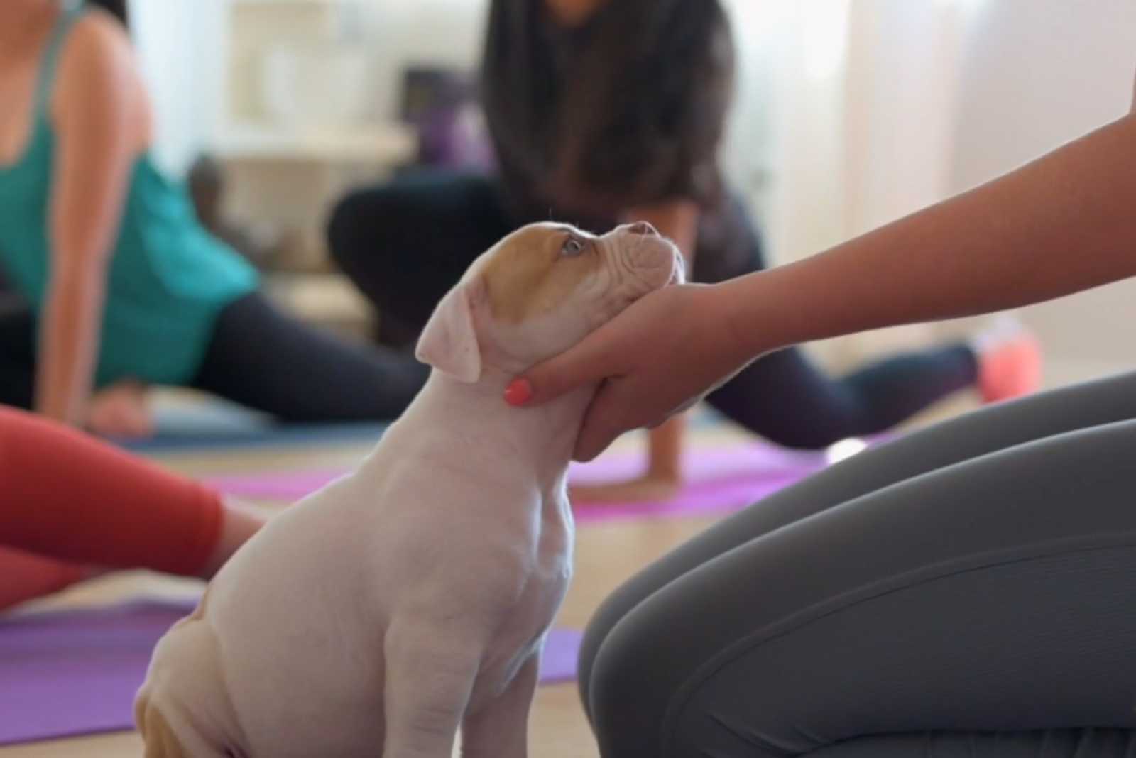 Pet yoga at Yoga Kawa