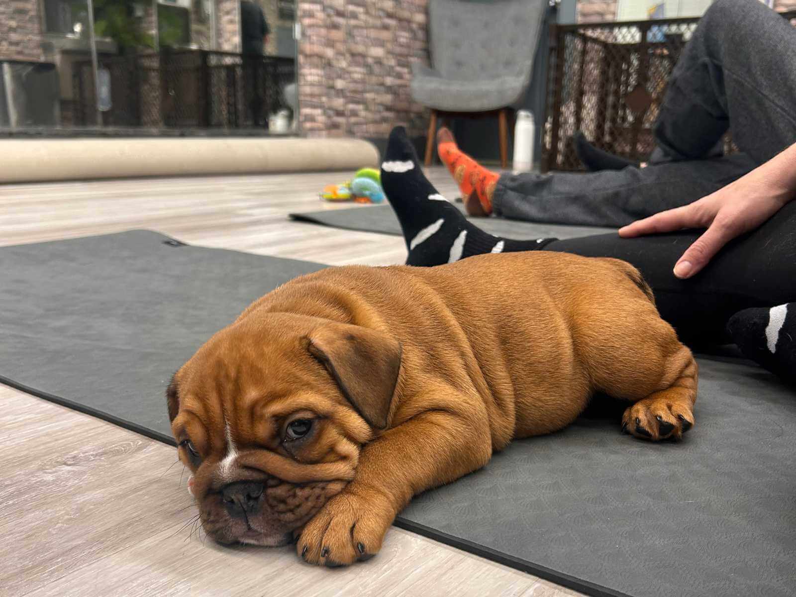 Dogs at puppy yoga