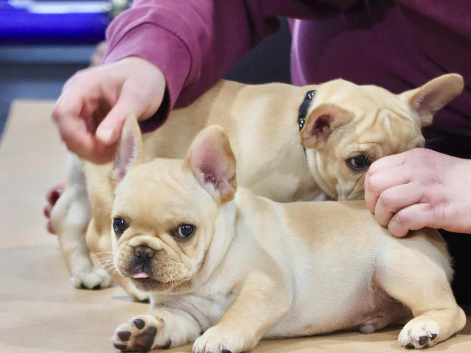 Bulldog at a puppy yoga event