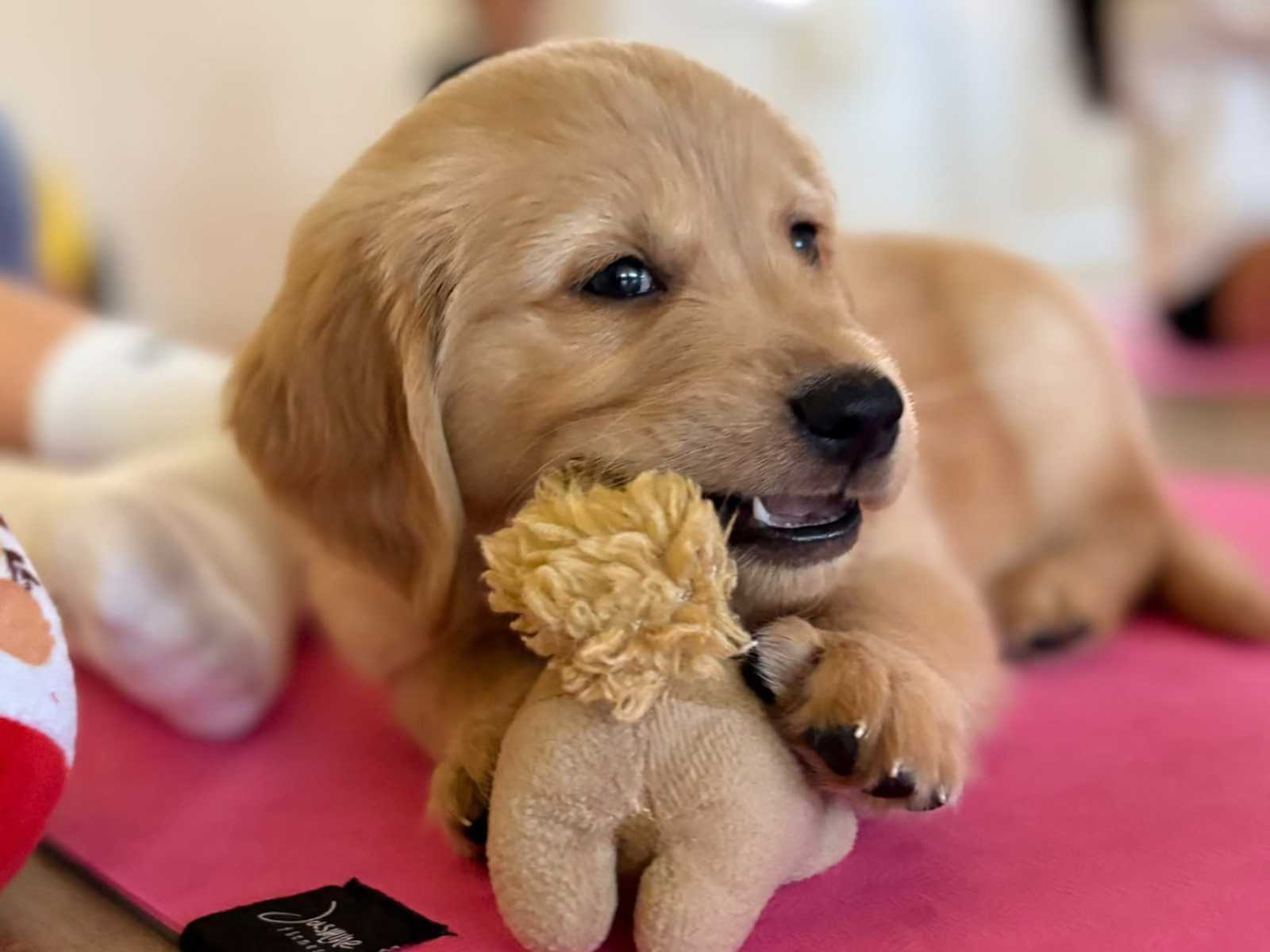 Puppy yoga class