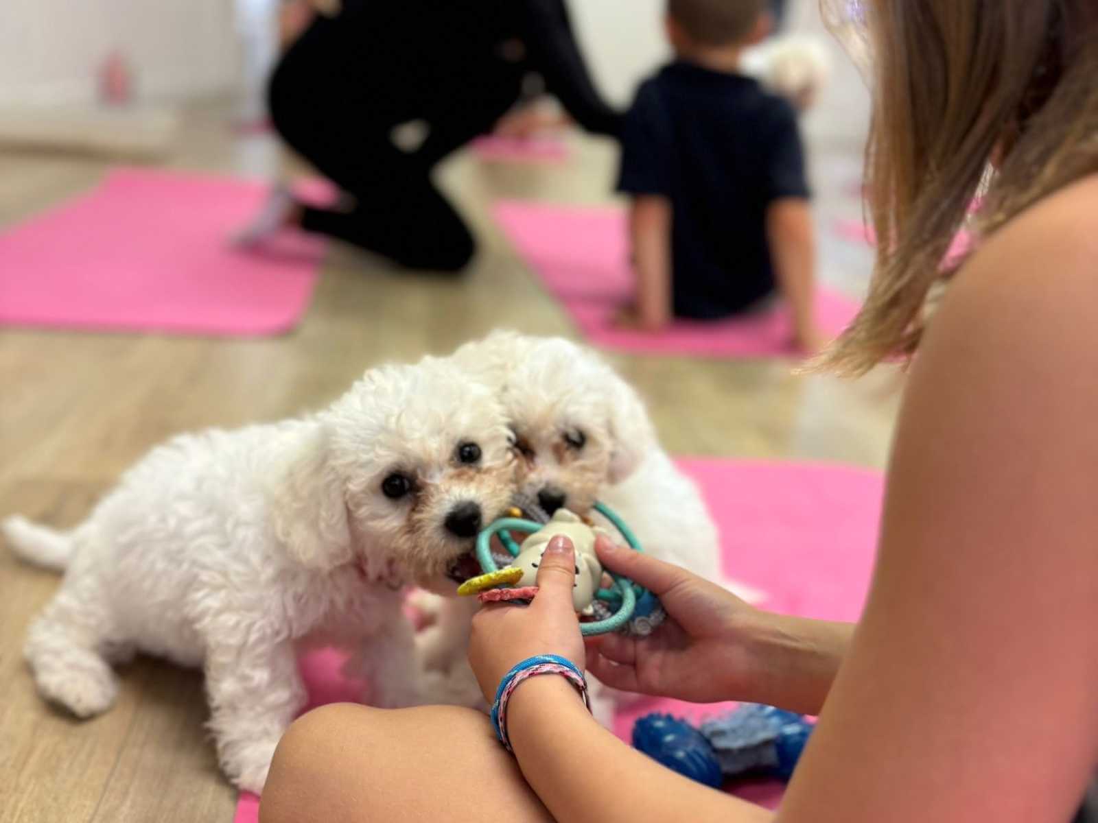 Puppy yoga with Yoga Kawa