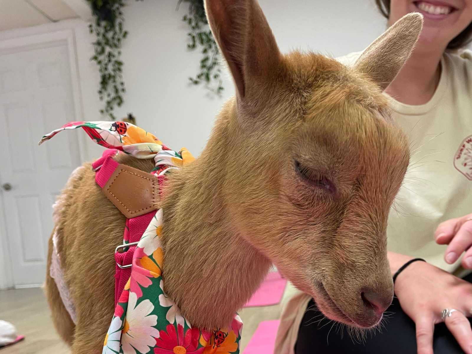 Fun goat yoga at Yoga Kawa