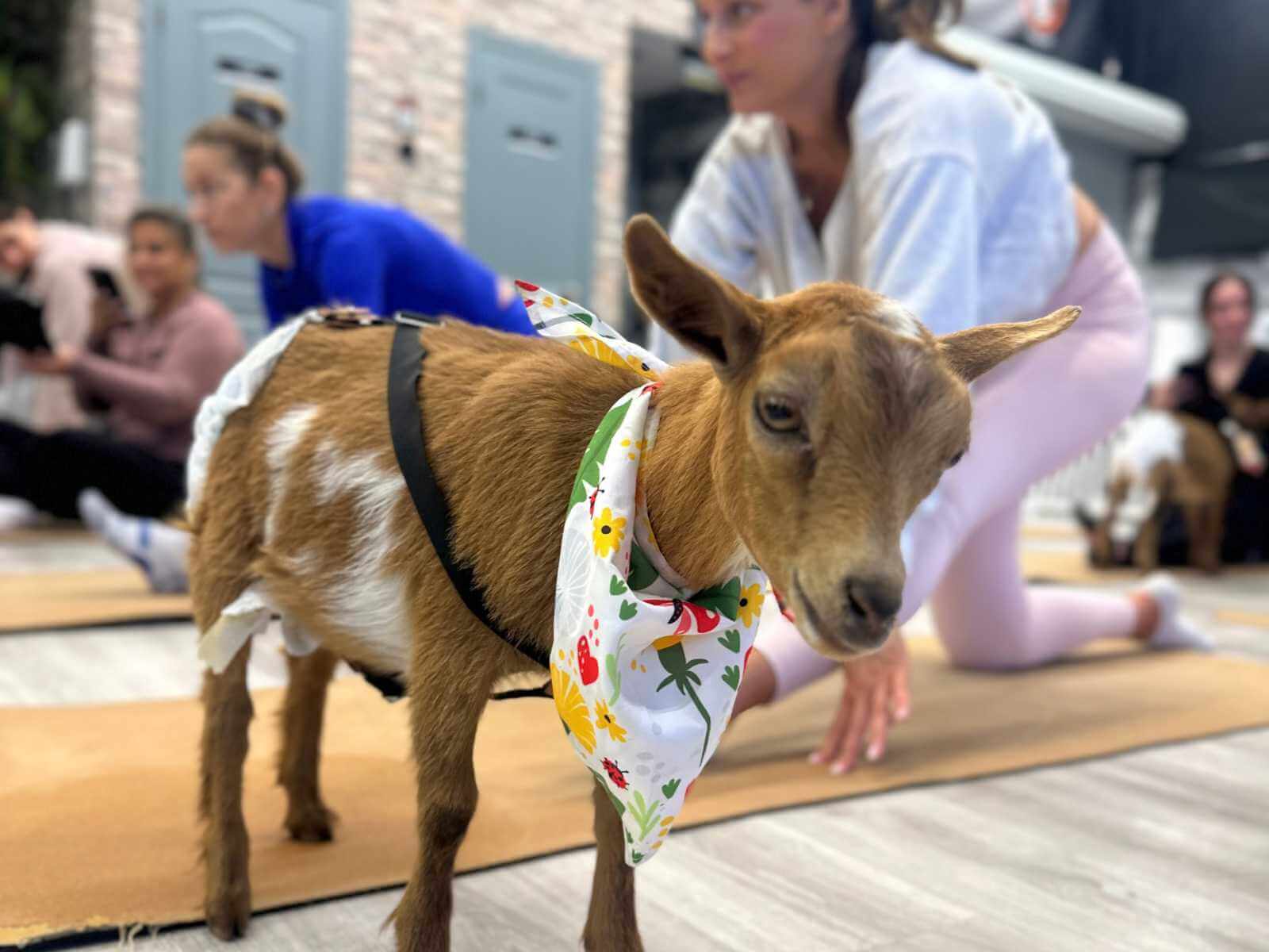Goat yoga classes at Yoga Kawa