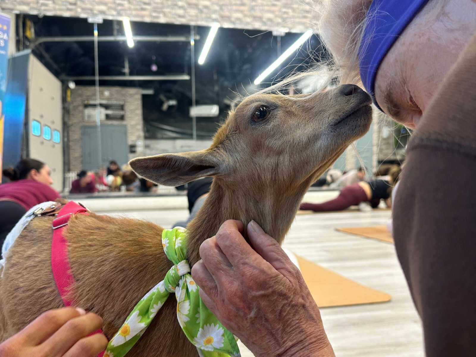 Goat yoga events at Yoga Kawa