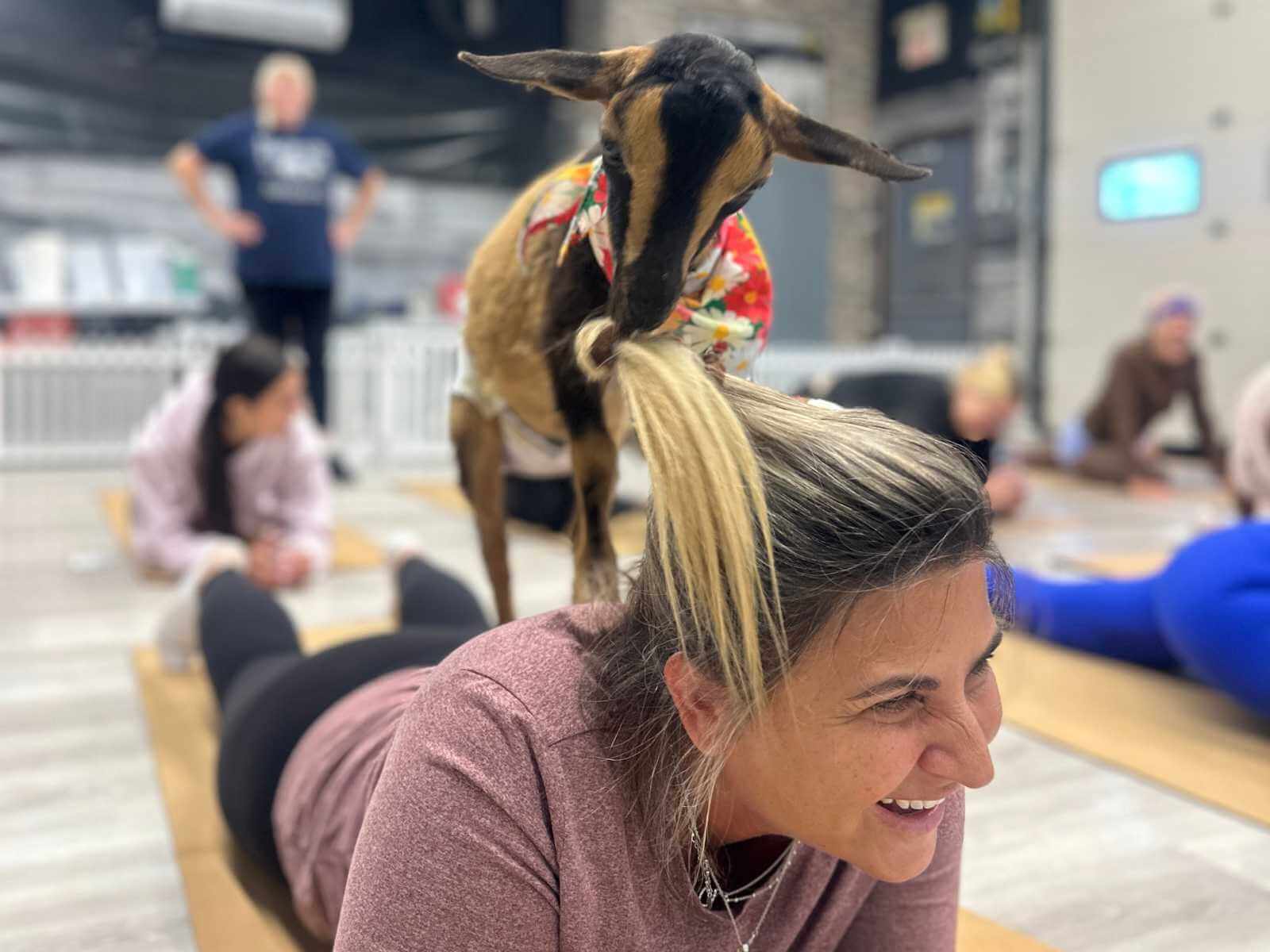 Goat yoga