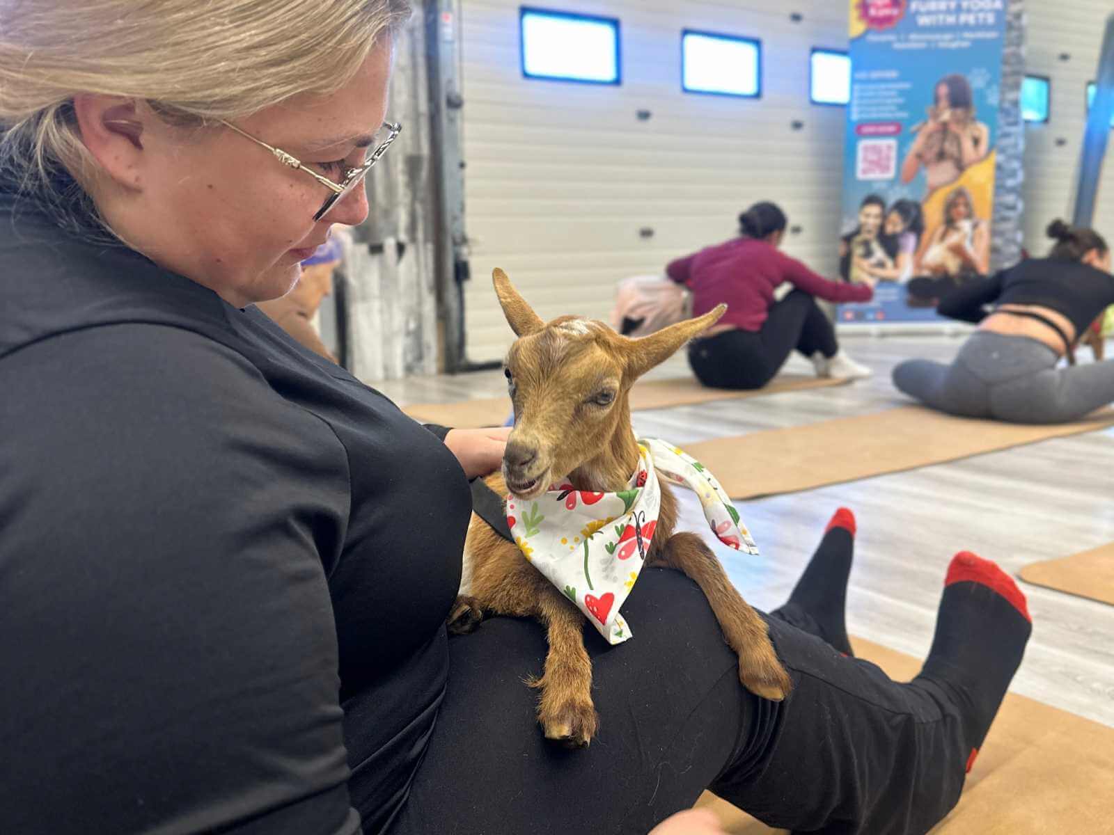 Goat yoga at Yoga Kawa
