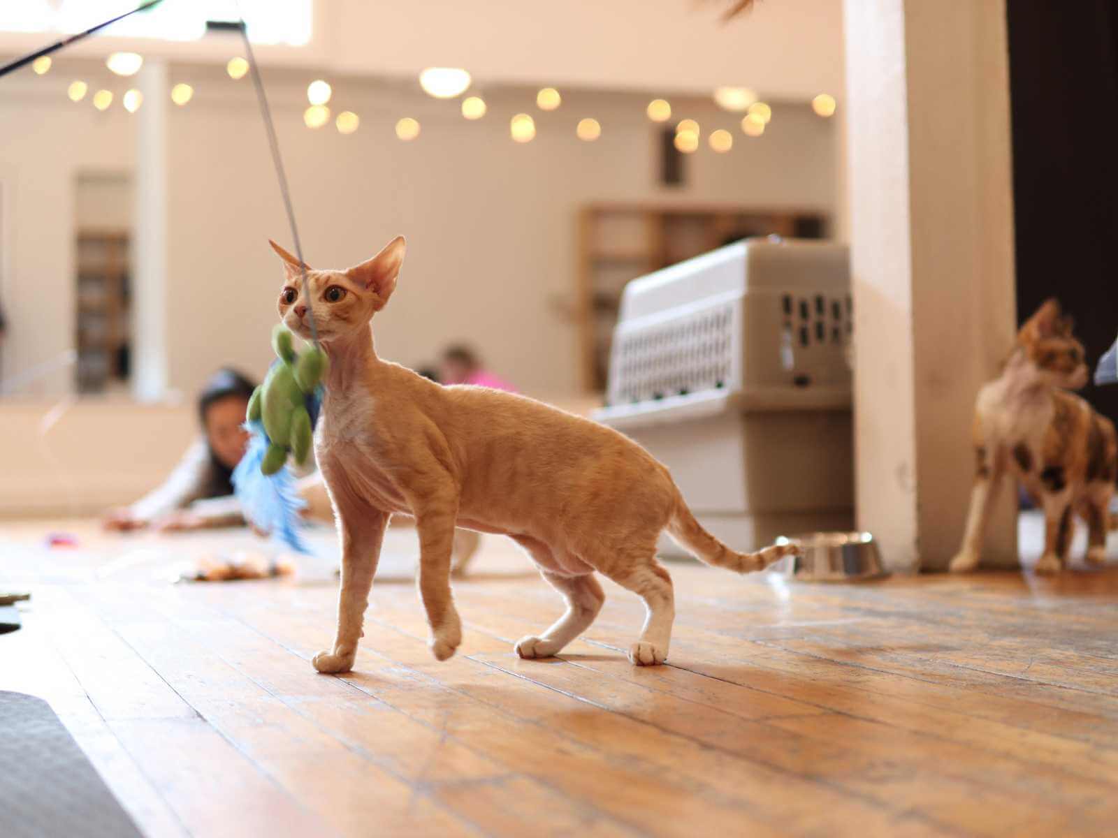 Kitten yoga event
